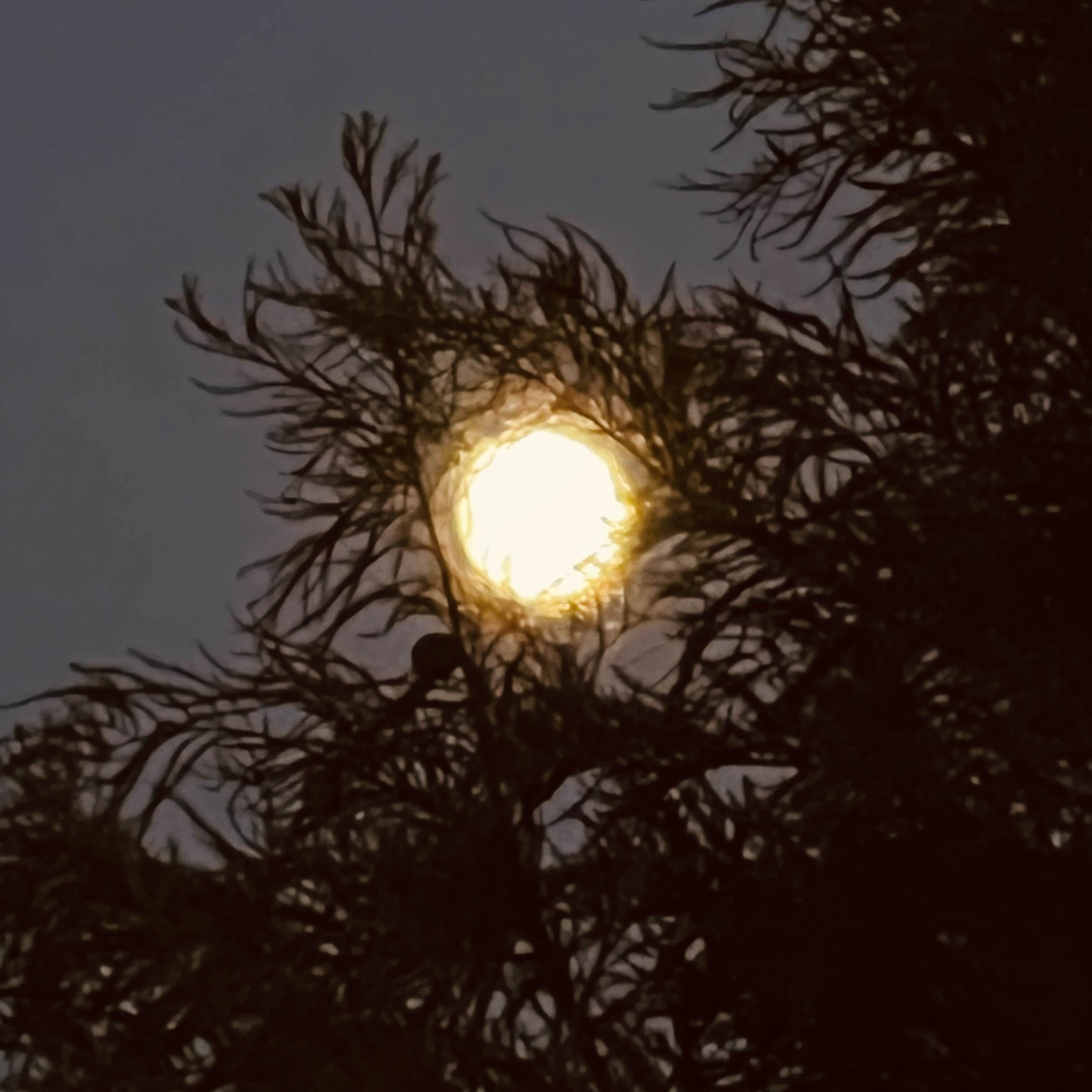 my profile picture, picture of the moon showing through leafs at night